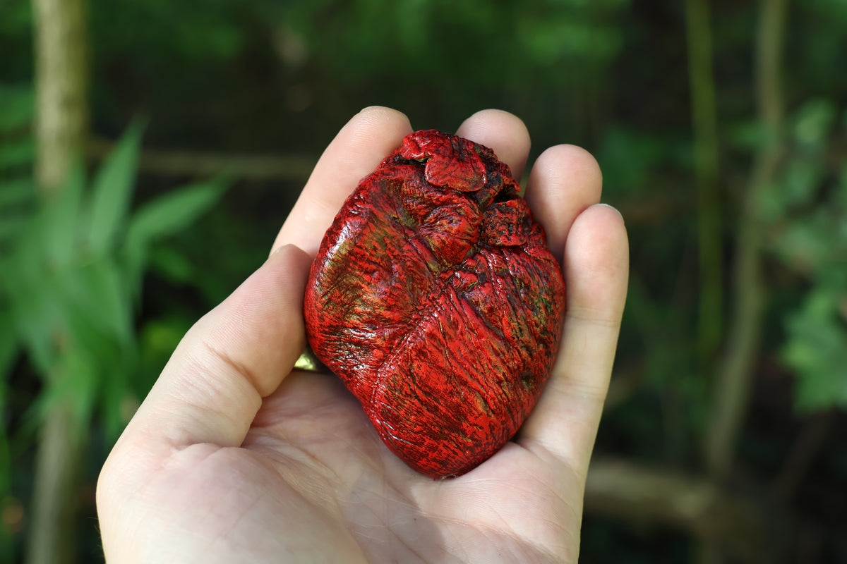 Dry Preserved Coyote Heart