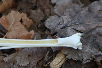Red Fox Bone Incense Burner