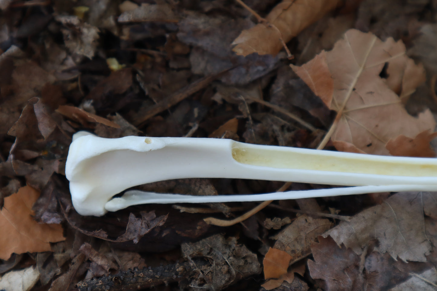 Red Fox Bone Incense Burner