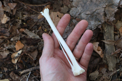 Red Fox Bone Incense Burner