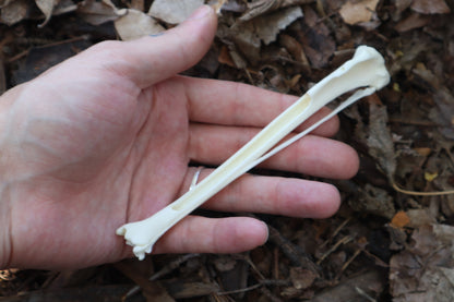 Red Fox Bone Incense Burner
