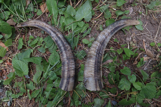 Goat Horns - Pair