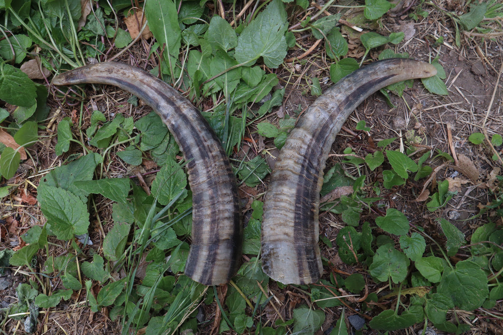 Goat Horns - Pair