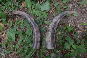 Goat Horns - Pair