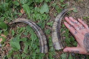 Goat Horns - Pair