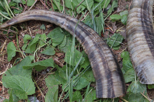 Goat Horns - Pair