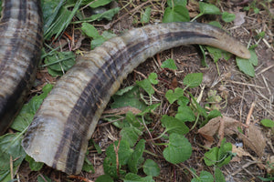 Goat Horns - Pair