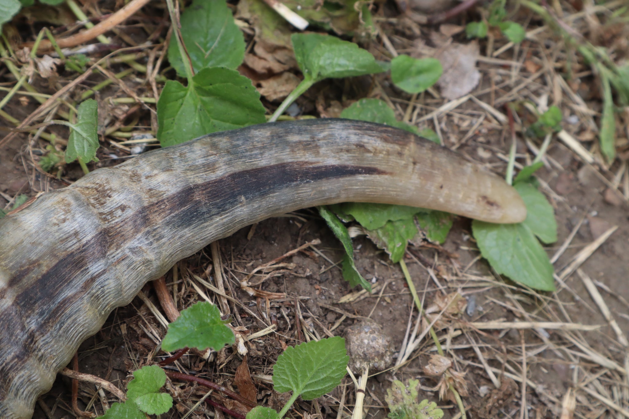 Goat Horns - Pair