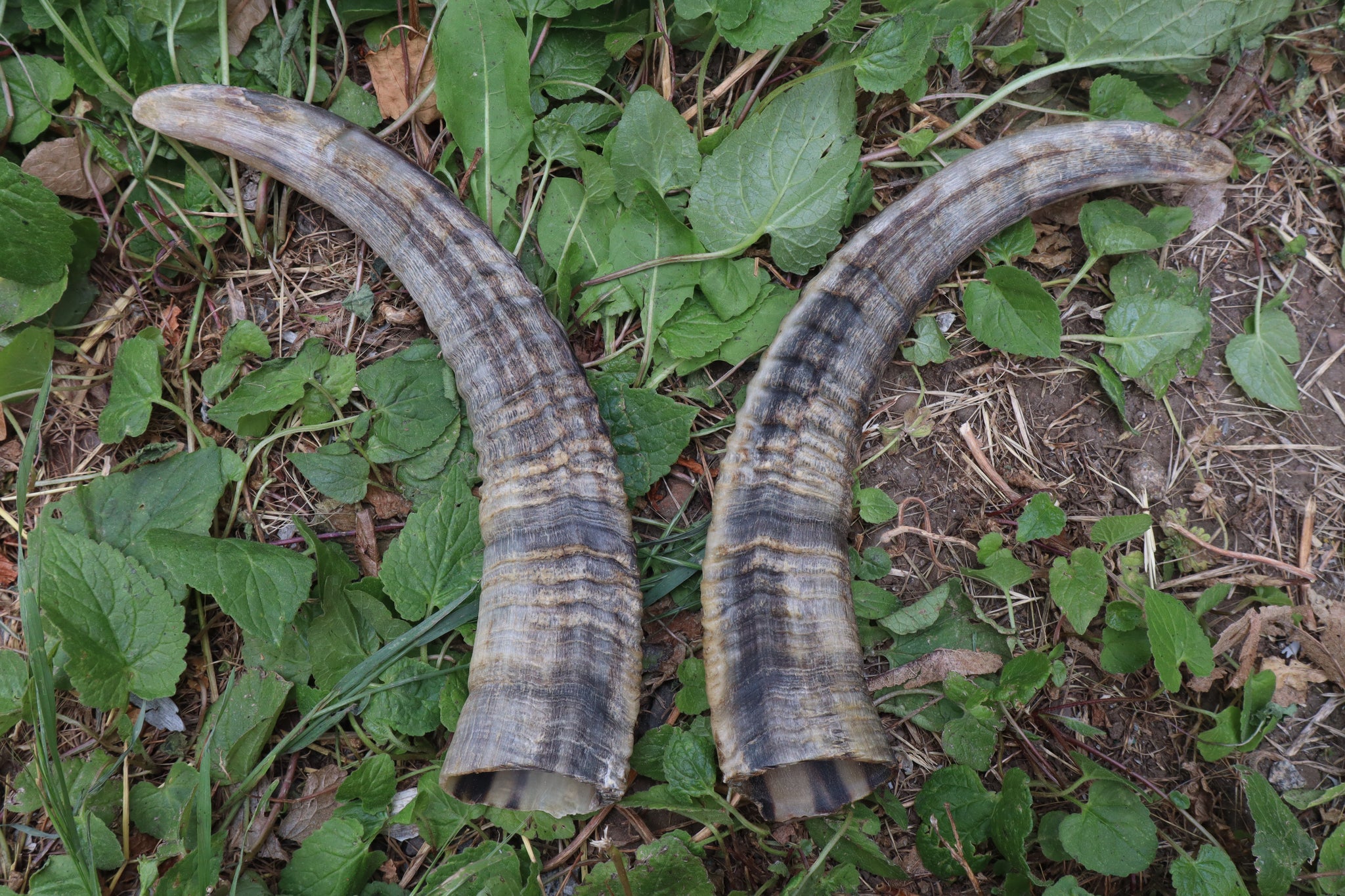 Goat Horns - Pair