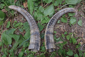 Goat Horns - Pair