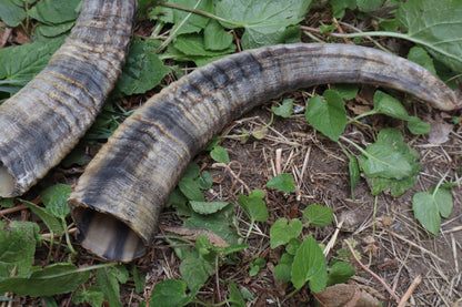Goat Horns - Pair