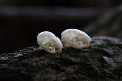 Juvenile Rat Skull