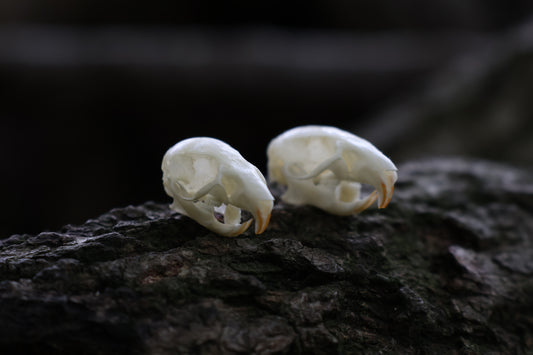 Juvenile Rat Skull