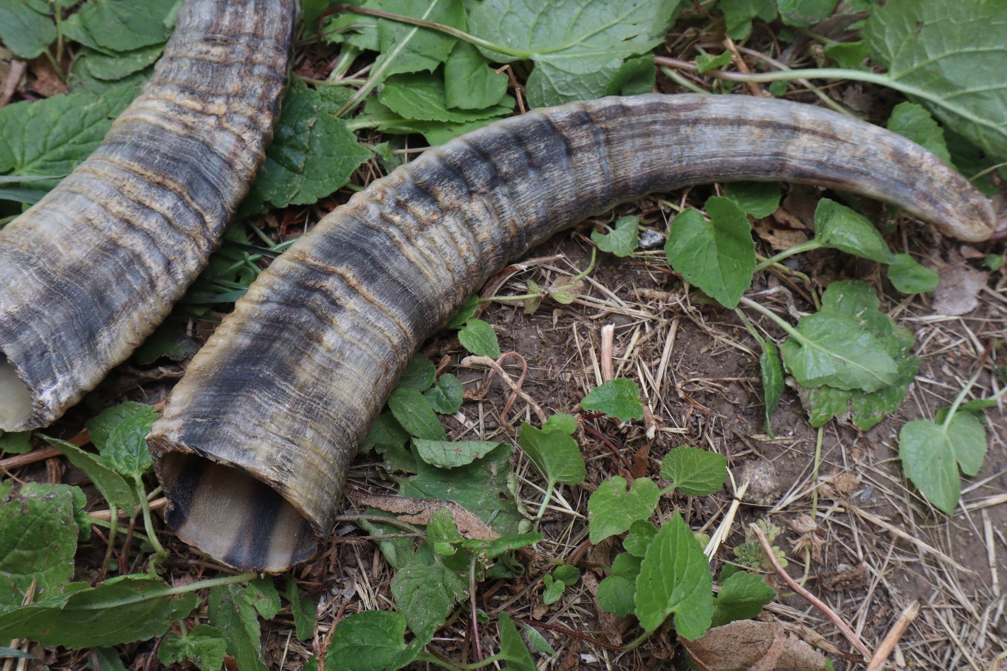 Goat Horns - Pair