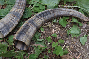 Goat Horns - Pair