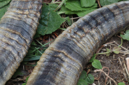Goat Horns - Pair
