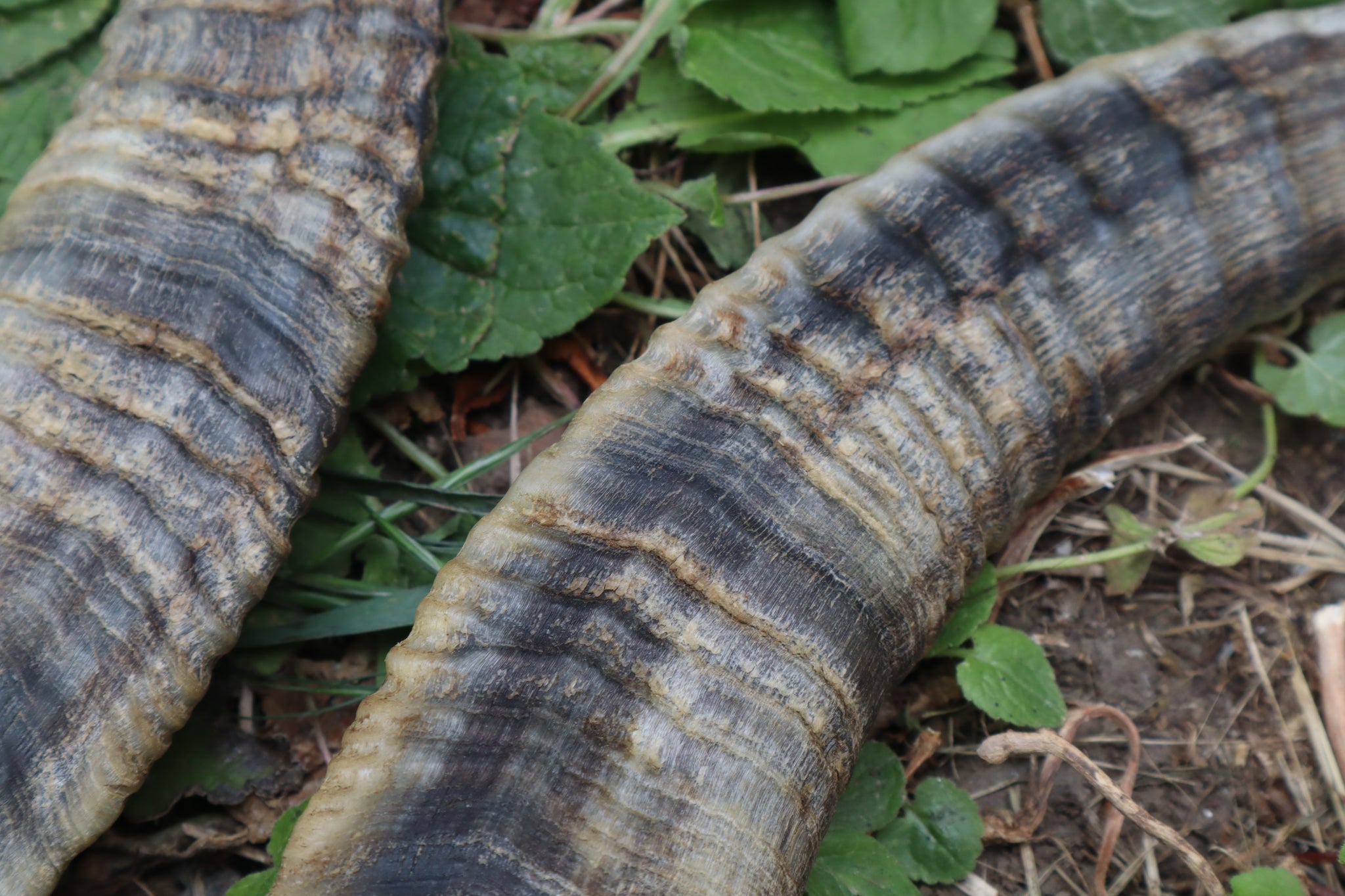 Goat Horns - Pair