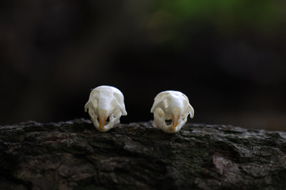 Juvenile Rat Skull