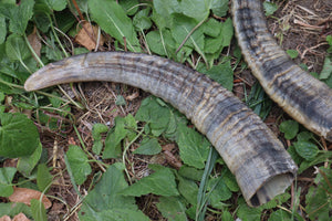 Goat Horns - Pair