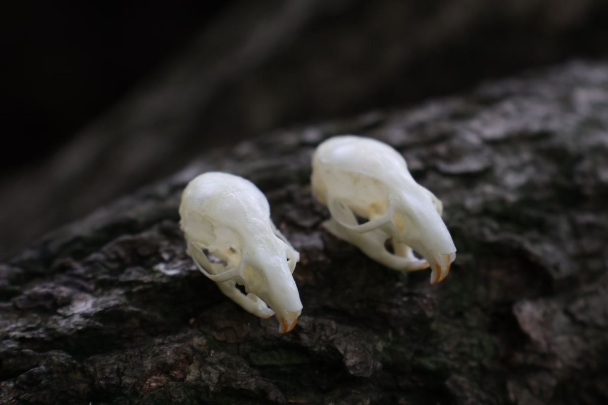 Juvenile Rat Skull