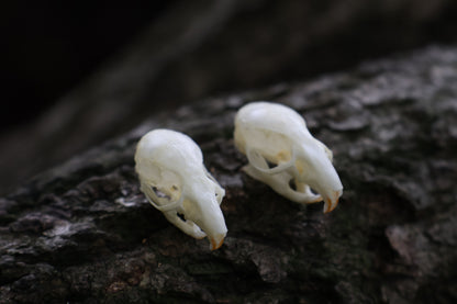 Juvenile Rat Skull