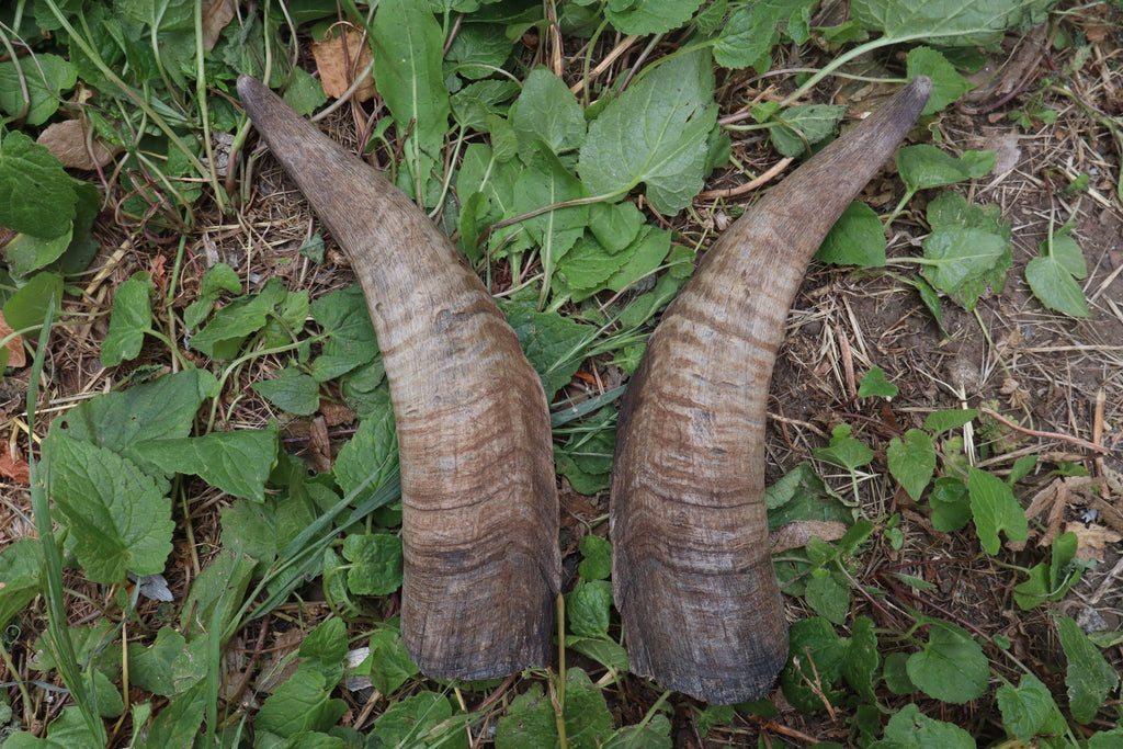 Goat Horns - Pair