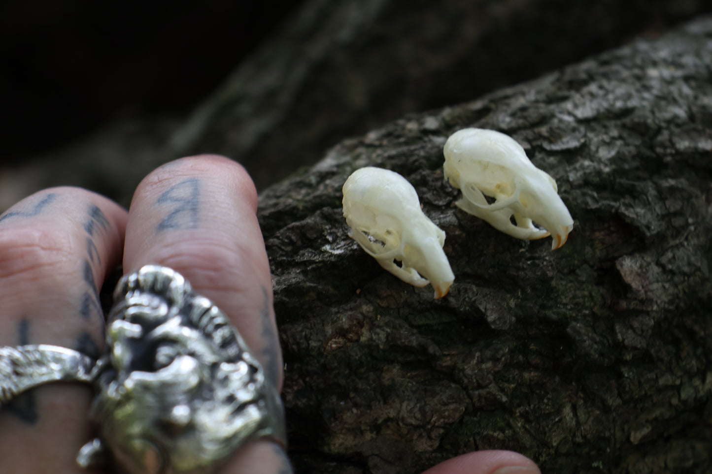 Juvenile Rat Skull
