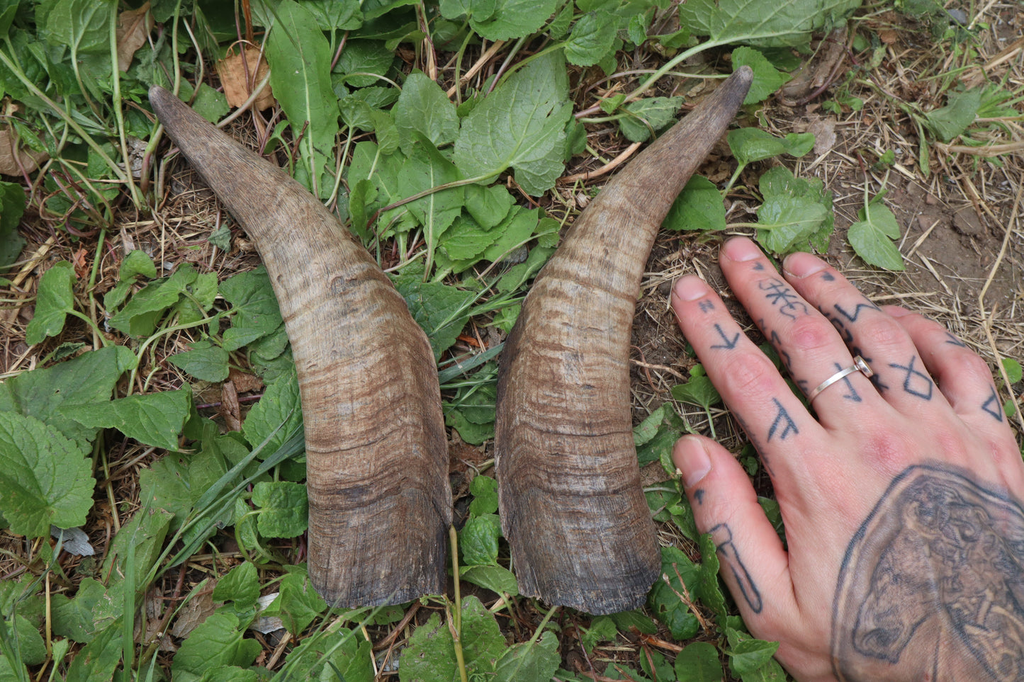 Goat Horns - Pair