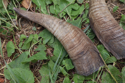 Goat Horns - Pair