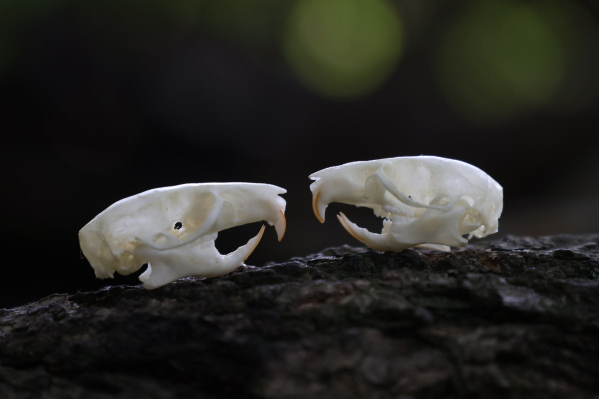 Juvenile Rat Skull