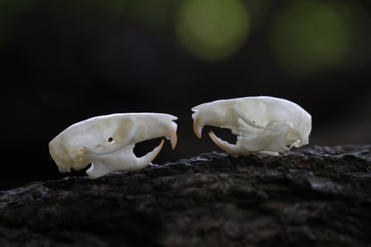 Juvenile Rat Skull