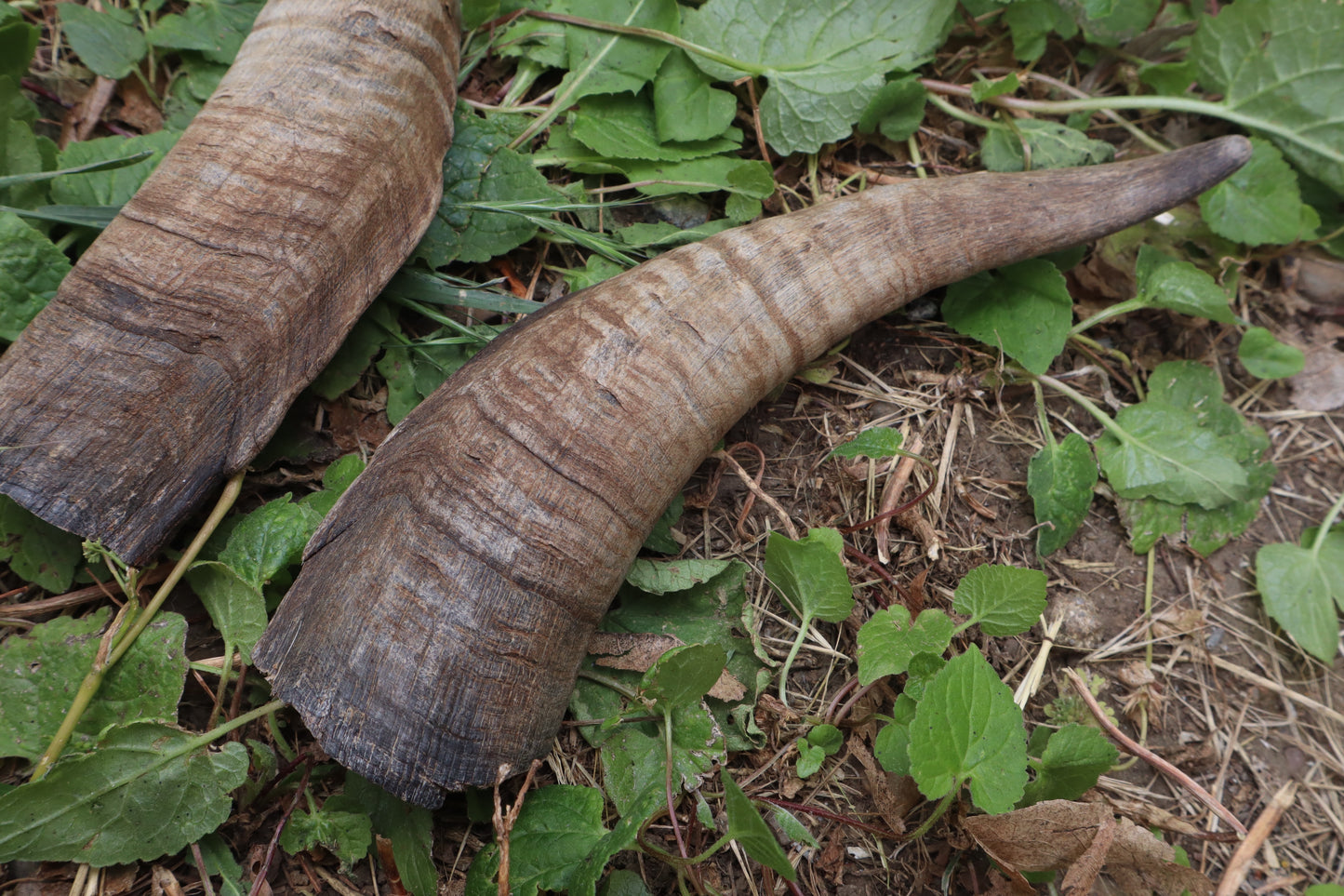 Goat Horns - Pair