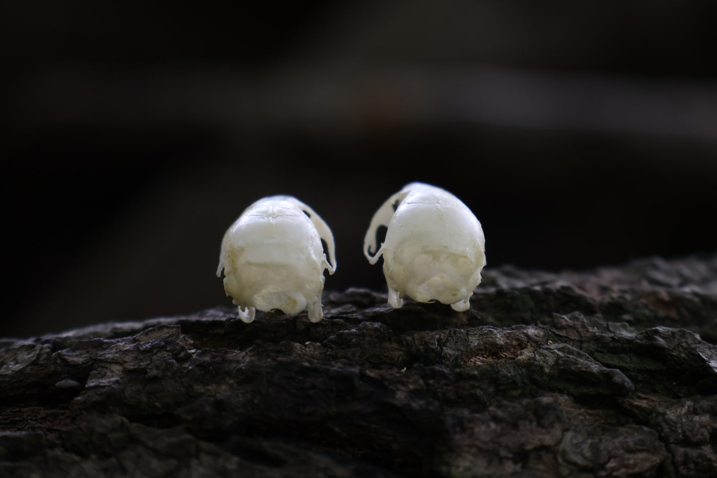 Juvenile Rat Skull
