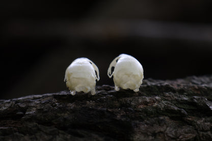 Juvenile Rat Skull