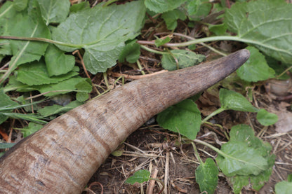 Goat Horns - Pair