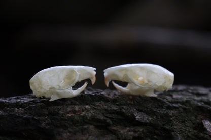 Juvenile Rat Skull