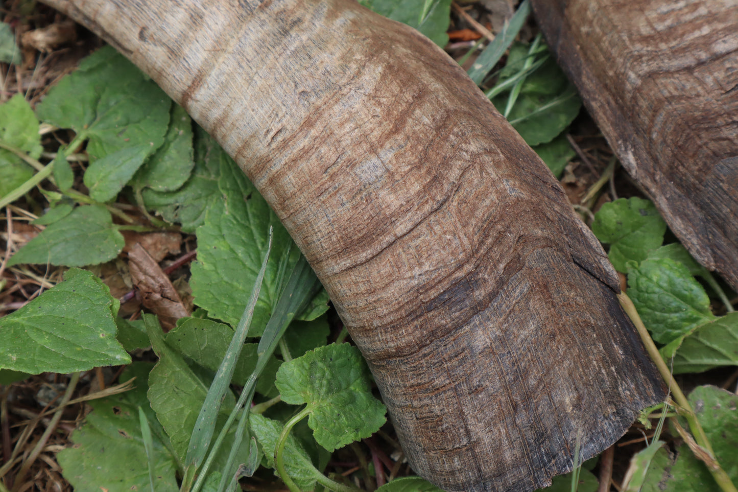 Goat Horns - Pair