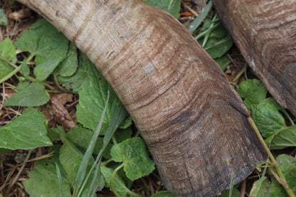 Goat Horns - Pair