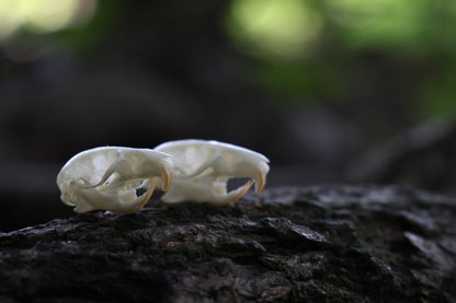Juvenile Rat Skull