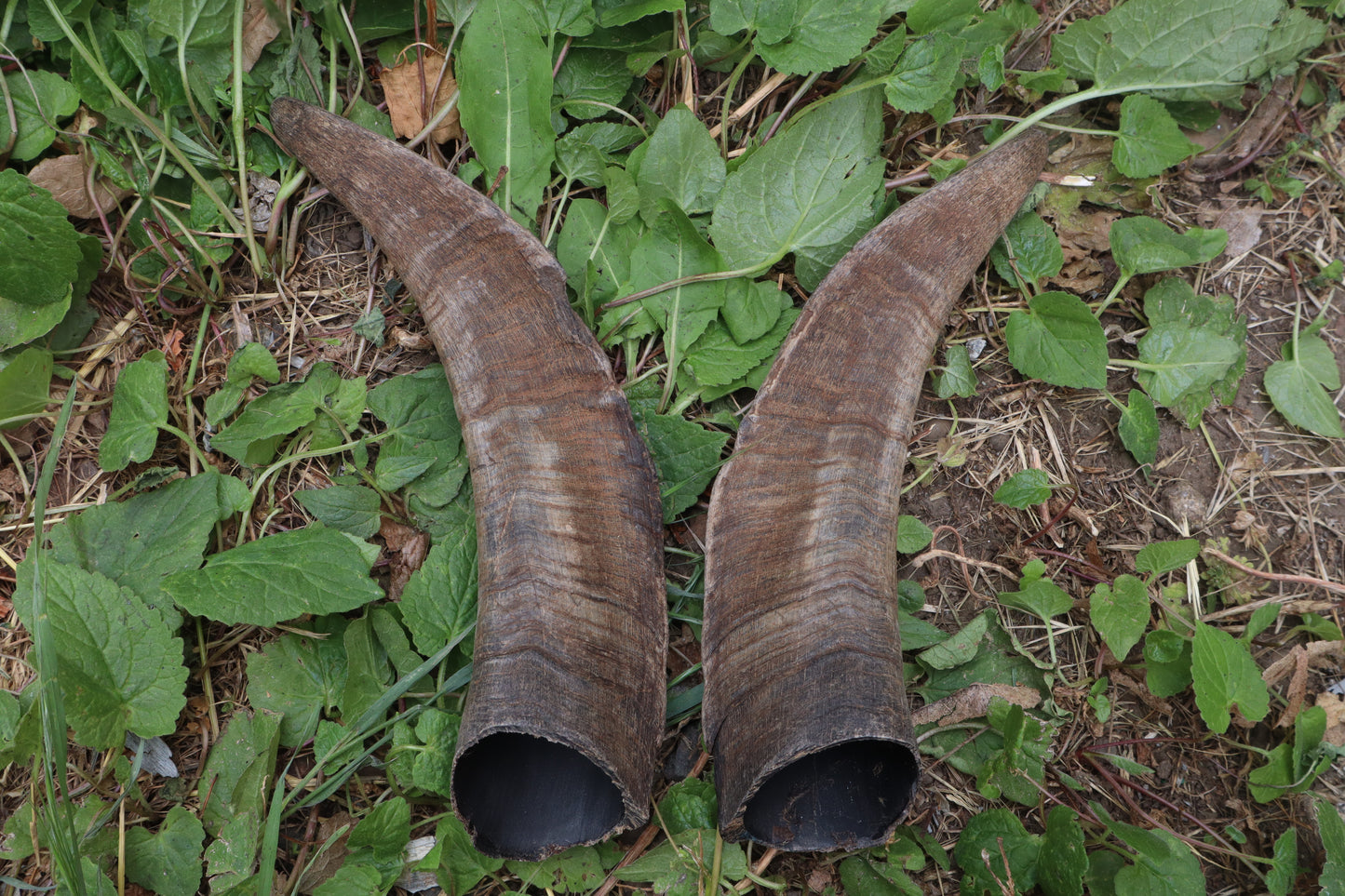 Goat Horns - Pair