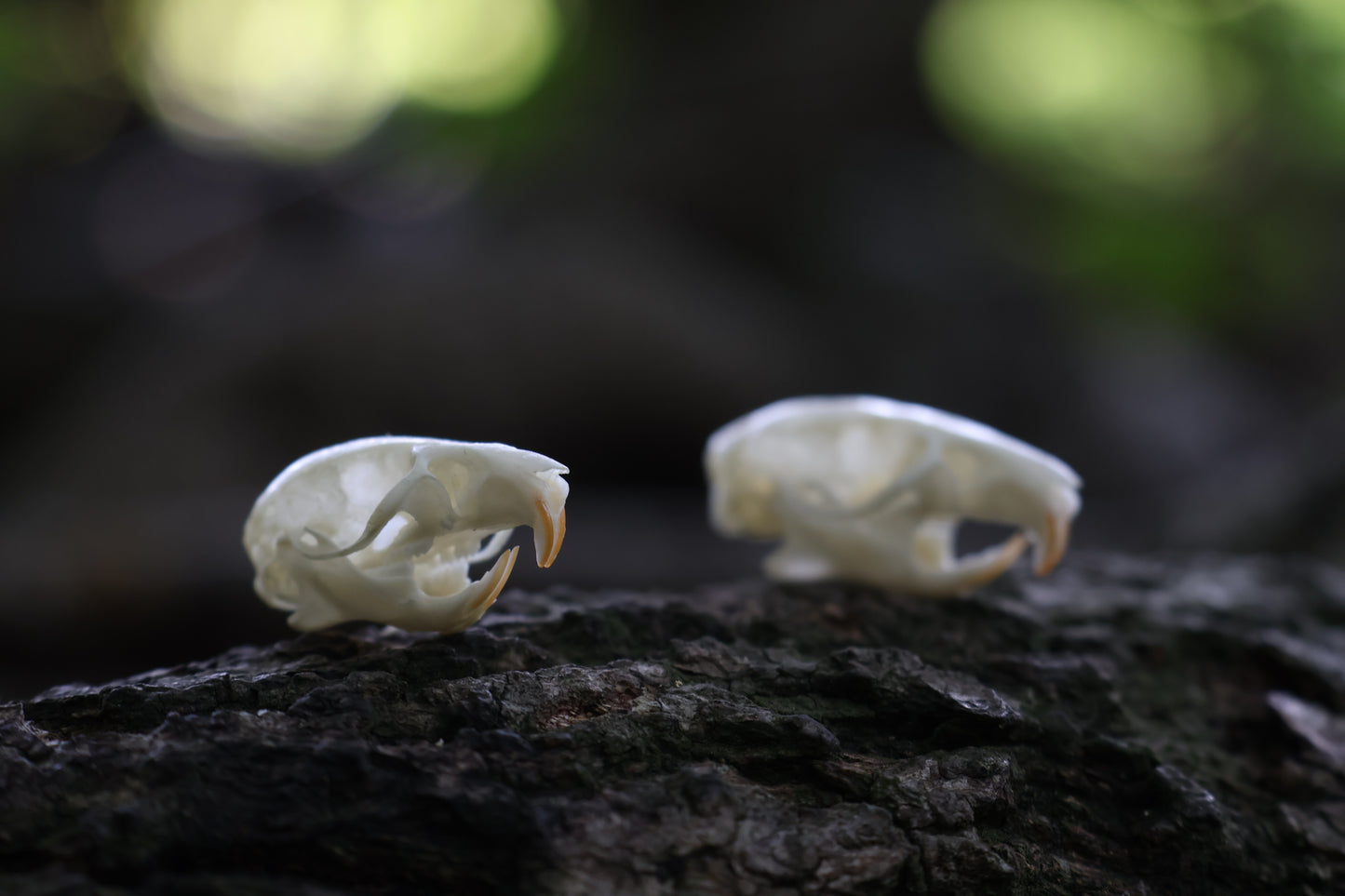 Juvenile Rat Skull