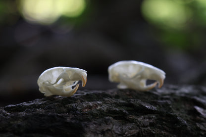 Juvenile Rat Skull