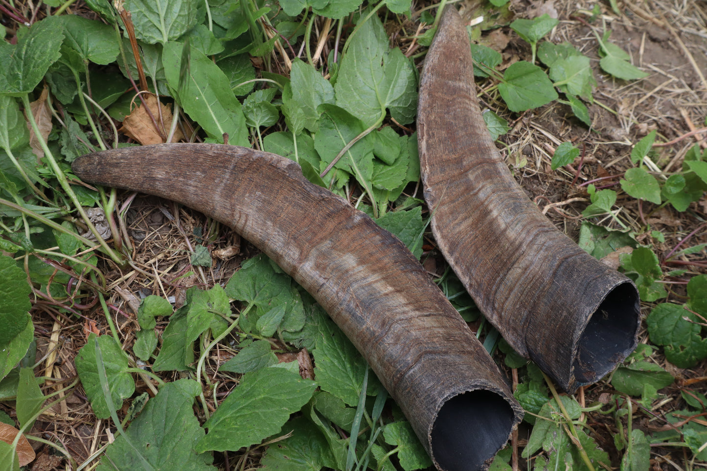 Goat Horns - Pair