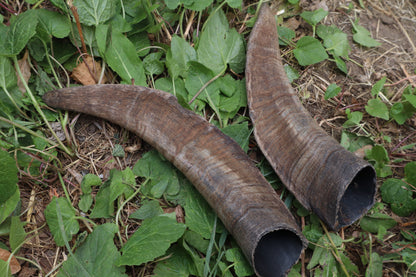 Goat Horns - Pair