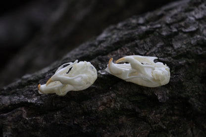 Juvenile Rat Skull