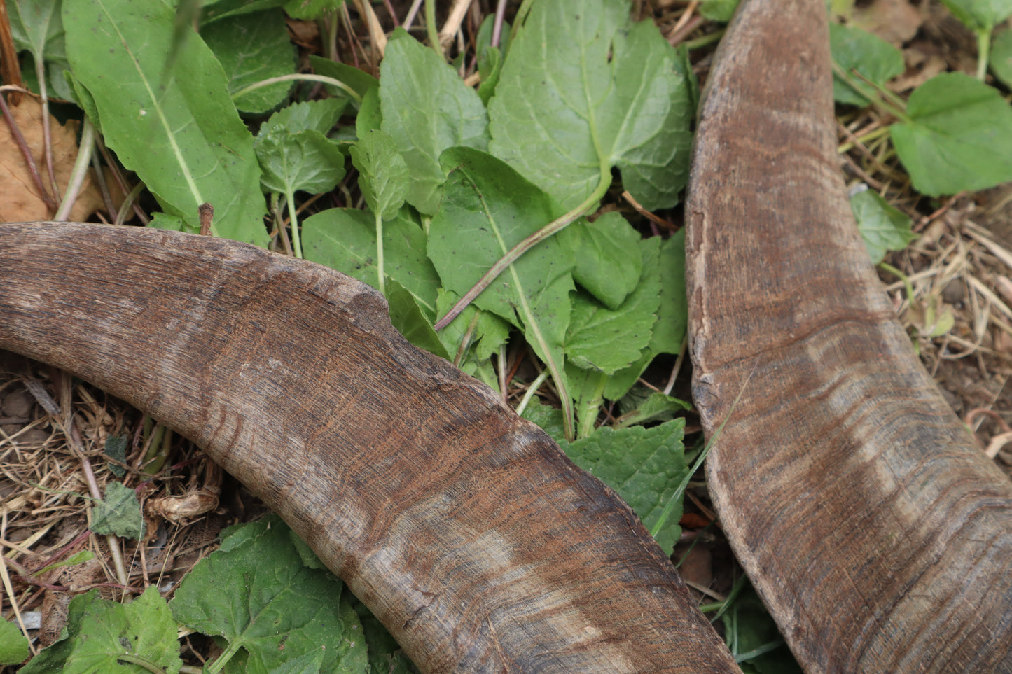 Goat Horns - Pair