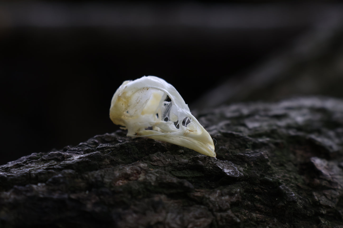 Baby Chick Skull
