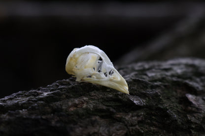 Baby Chick Skull