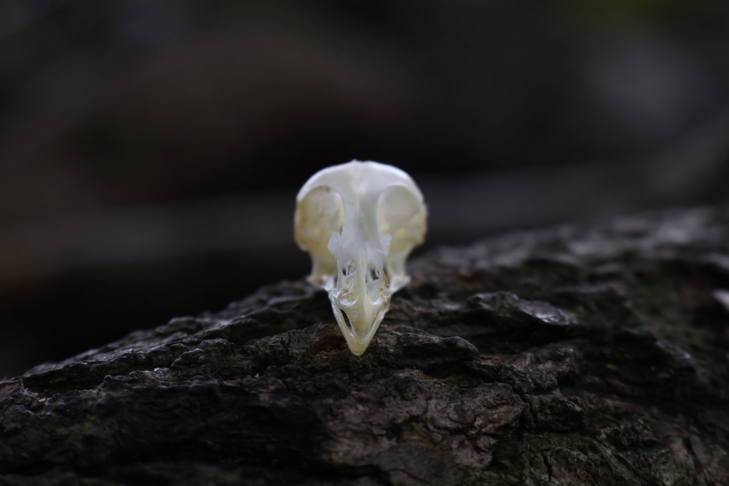 Baby Chick Skull