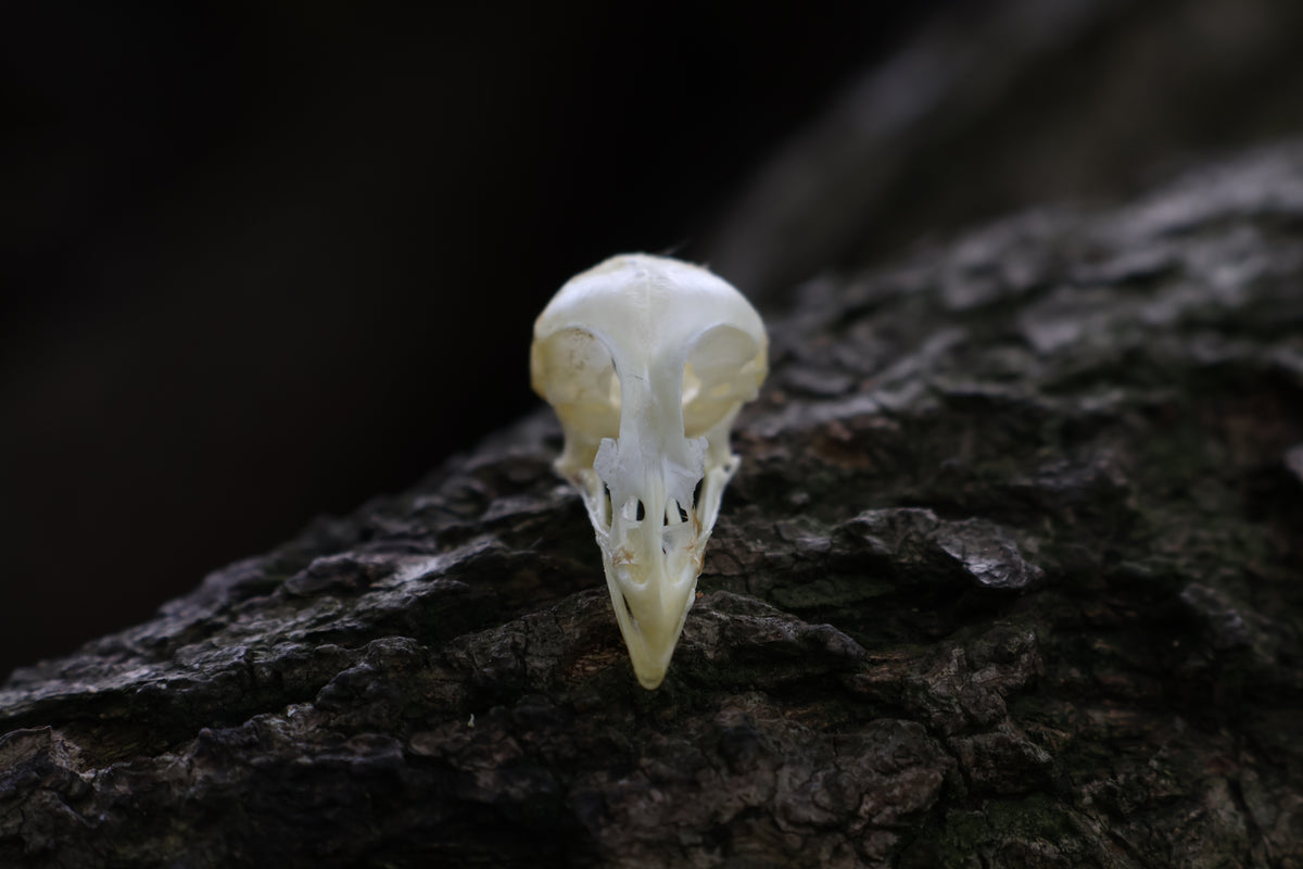 Baby Chick Skull